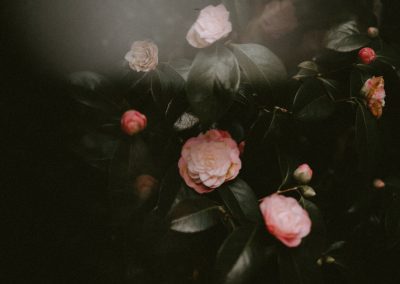 Essential oils in depth